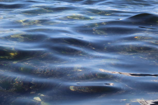 istock clean sea water with waves and a bottom with algae 1303311382