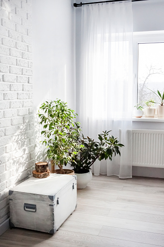 White wooden box and Ficus plants in white flower pots in the interior of the living room in light colors. Window in the background