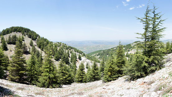Cedars of mount Lebanon, Shouf biosphere reserve cedar forest, Barouk
