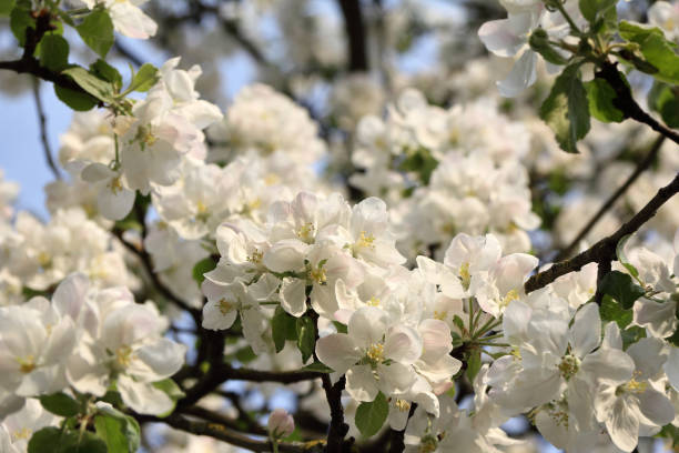 spring in the garden lush blooming branches of an apple tree cherry photos stock pictures, royalty-free photos & images