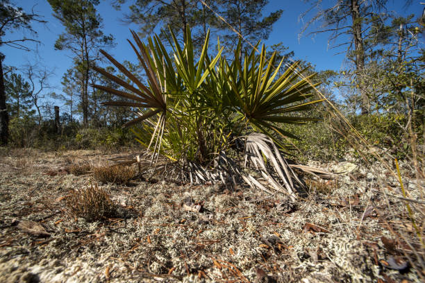 low angle view of exposed sand pine understory with saw palmetto and seeding lichens - florida palm tree sky saw palmetto imagens e fotografias de stock