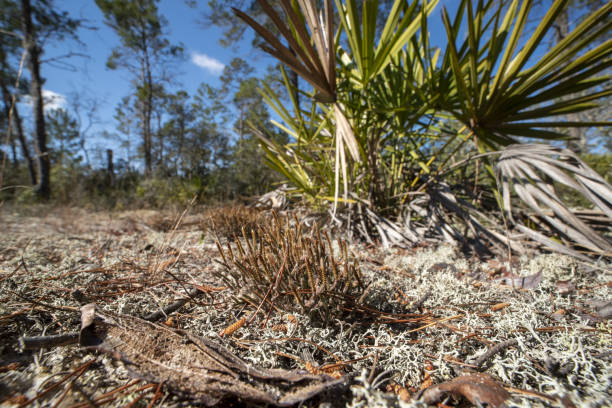 low angle view of exposed sand pine understory with saw palmetto and lichens - florida palm tree sky saw palmetto imagens e fotografias de stock