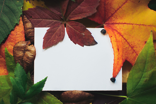 White paper with colorful leaves