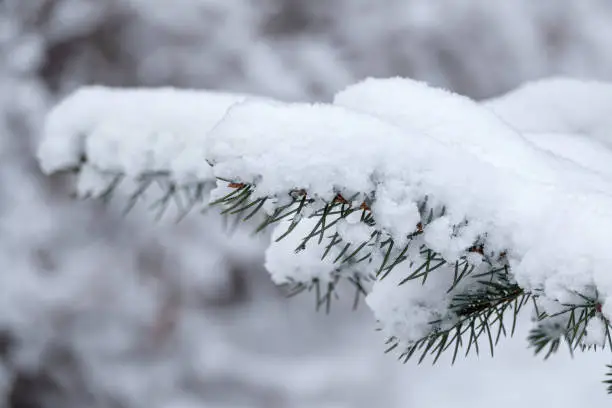 Photo of Christmas tree branch under the snow on a winter snowy day.