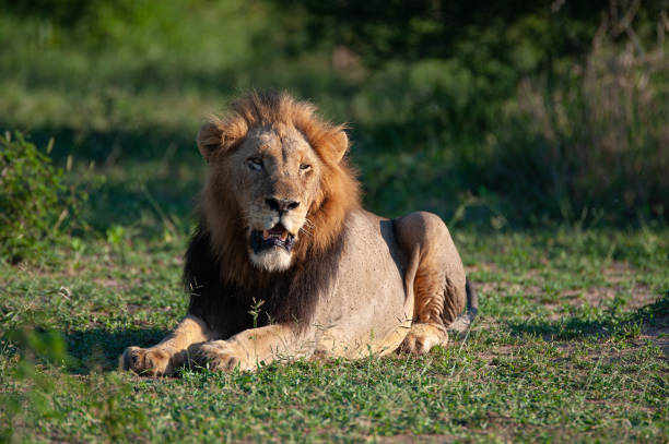istock Wild Male Lion 1303314127