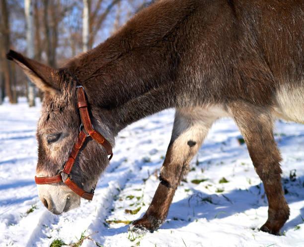 istock pony horse eating grass from 1303314254