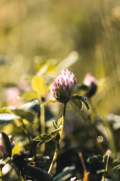 Clover meadow background. Clover meadow on blurred background in the sun. Spring and summer gentle floral background. Soft Focus.