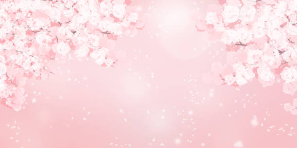 istock Illustration of cherry blossoms in full bloom 1303315557