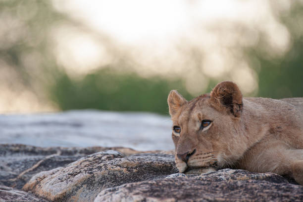 Lioness portrait in the golden light, Masai Mara