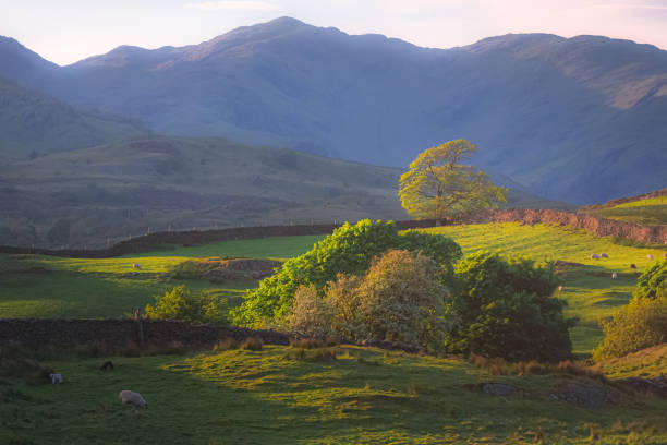 Golden sunset or sunrise light on sheep and old stone walls in the English countryside landscape at Coniston in the Lake District, Cumbria, England.
