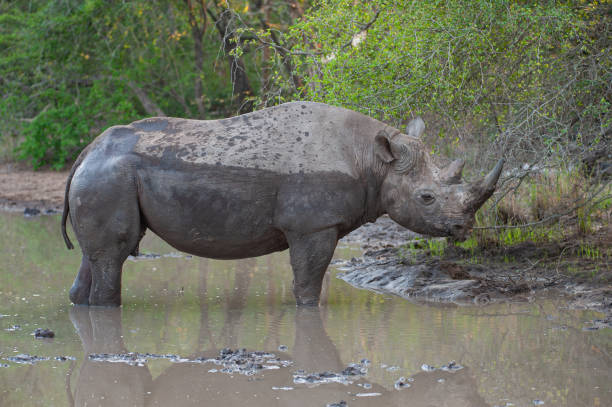 istock Black Rhino in the Wild 1303317093