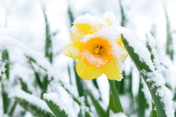 neige dans le jardin de source - flower winter narcissus daffodil yellow photos et images de collection