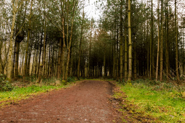 walk around national forest in england, city moira ,hicks lodge