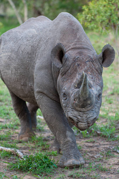 istock Black Rhino in the Wild 1303318200