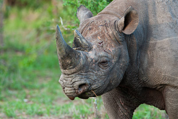 istock Black Rhino in the Wild 1303318358