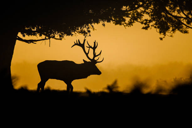 istock Silhouetted Red Deer during the annual deer rut 1303318587