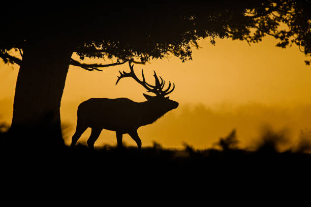 istock Silhouetted Red Deer during the annual deer rut 1303318592