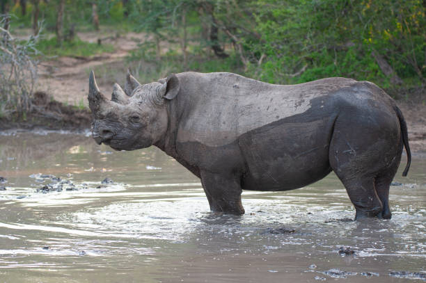 istock Black Rhino in the Wild 1303319454