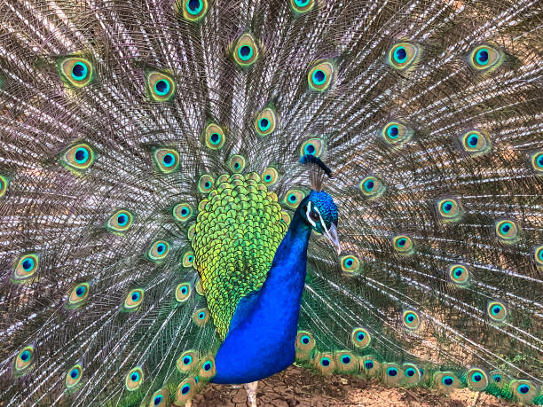 istock Male peacock, which has very long tail feathers that have eye-like markings 1303319520
