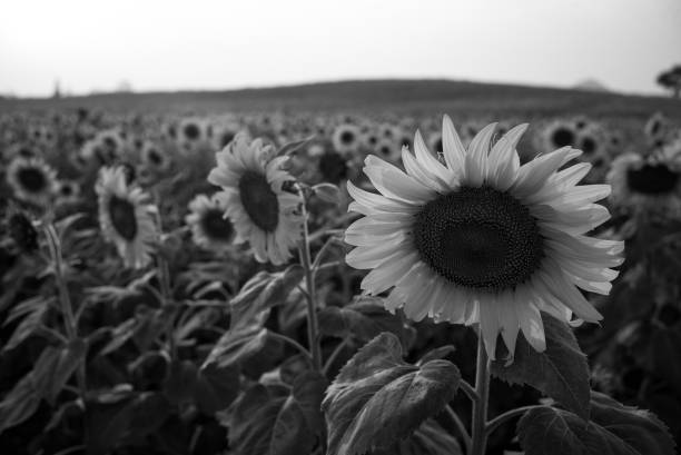 istock Sunflower field photographed with black and white camera 1303319851