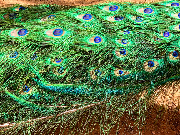 istock Male peacock, which has very long tail feathers that have eye-like markings 1303321086