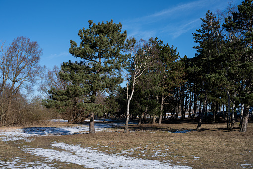 A group of pine trees a cold winter day. Clear blue sky background