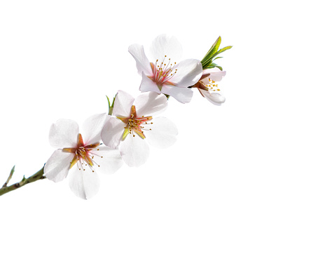 Almond branch with pink flowers and bright yellow anthers with the background out of focus.
