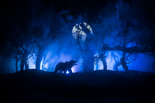Vista de terror de oso grande en el bosque por la noche. Oso enojado detrás del cielo nublado de fuego. La silueta de un oso en un fondo oscuro del bosque brumoso photo