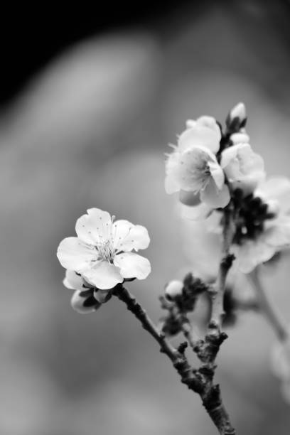 istock Macro details of White Plum blossom branch 1303324015