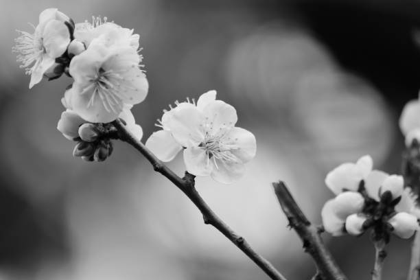 istock Macro details of White Plum blossom branch 1303324228