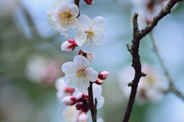 istock Macro details of White Plum blossom branch 1303324533