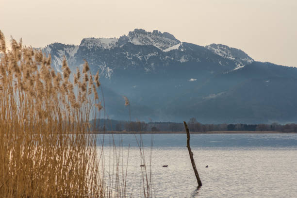 istock Reeds in the Mountain Lake 1303324679