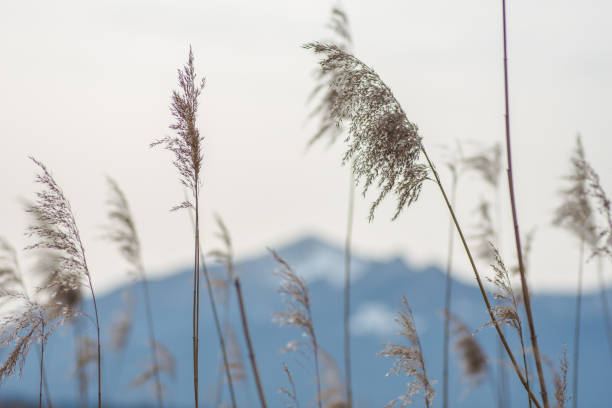 istock Reeds with in Background Mountain 1303324827