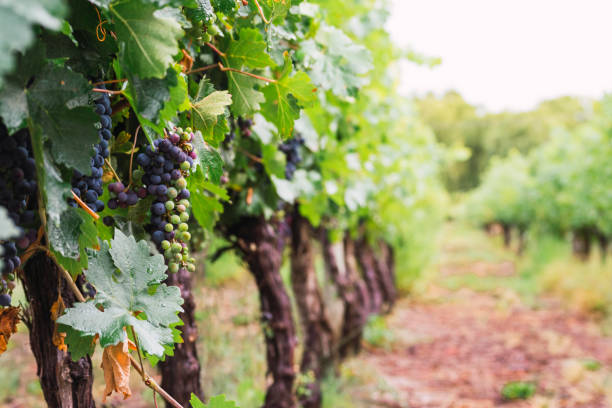 istock vineyards in mendoza argentina 1303325958