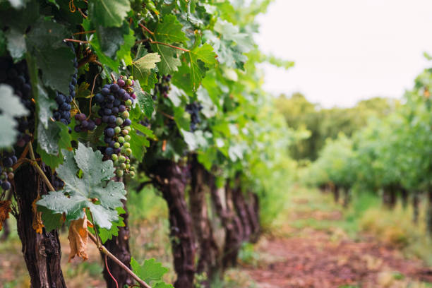istock vineyards in mendoza argentina 1303325978