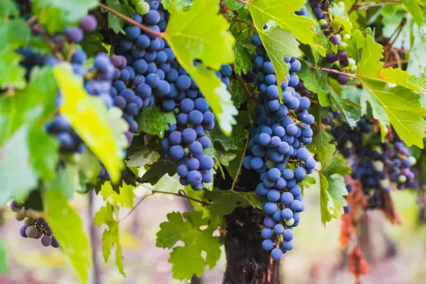 set of vineyards located in mendoza argentina, malbec