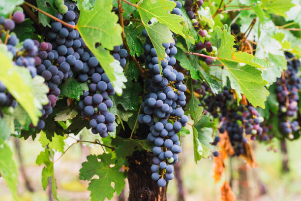 istock vineyards in mendoza argentina 1303325986