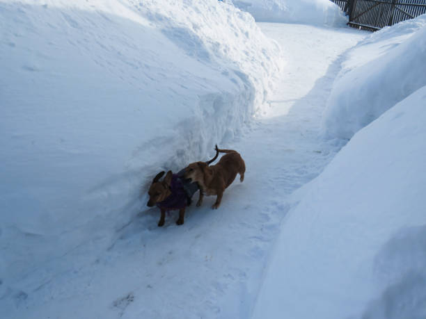 istock Two red-haired mischievous dachshund dogs play on a walk in the snow 1303328281
