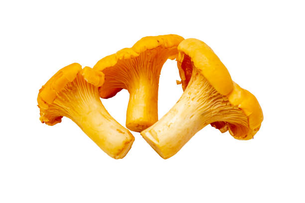 istock Chanterelle mushrooms on white, close-up, isolate. 1303328388