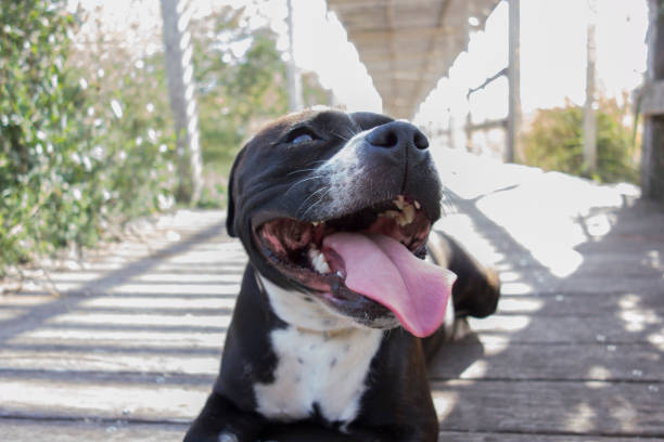 istock black colored dog lying on a wooden floor outside 1303328498