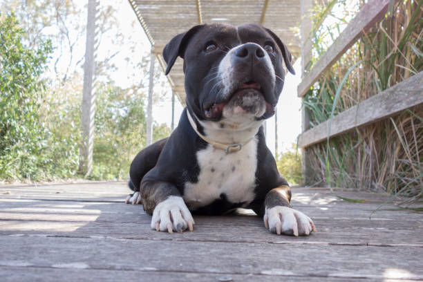 istock black colored dog lying on a wooden floor outside 1303328501