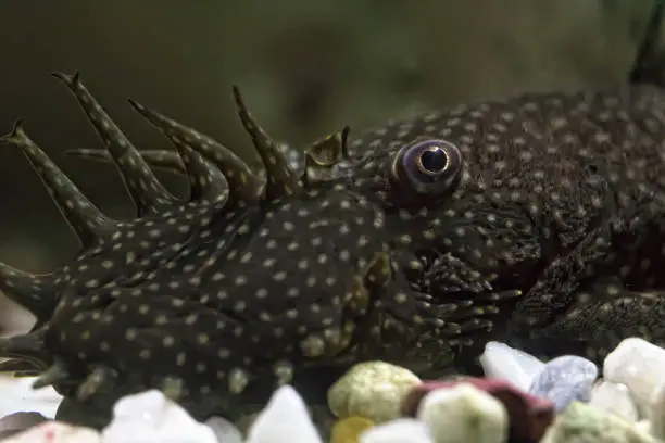 Photo of Catfish Ancistrus