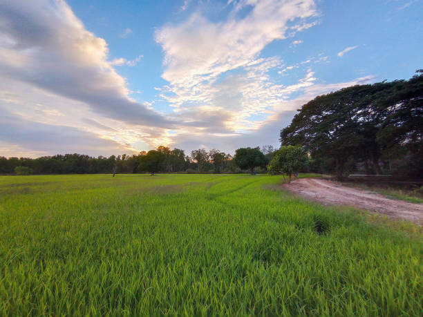istock The paddy rice field in Beautiful cloud 1303328778