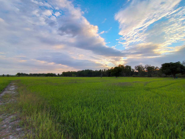 istock The paddy rice field in Beautiful cloud 1303328788