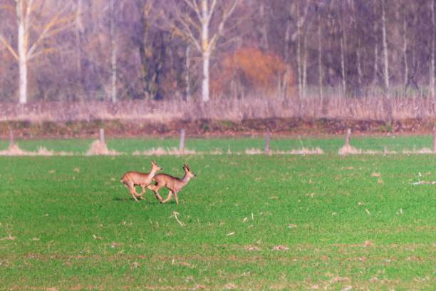 istock group of deers in the wild 1303329490