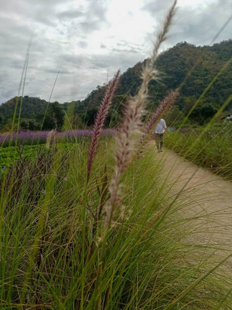 istock The Grass flowers with mountian 1303329563
