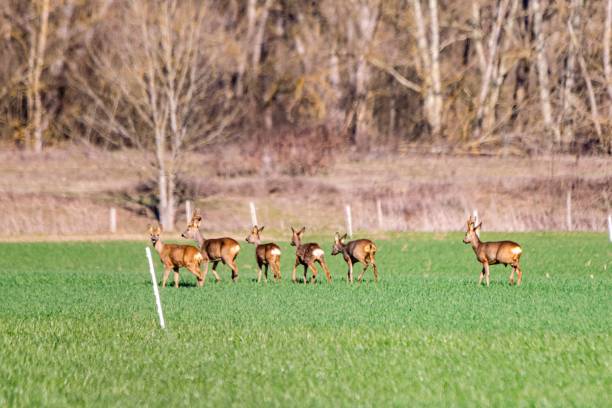istock group of deers in the wild 1303329677