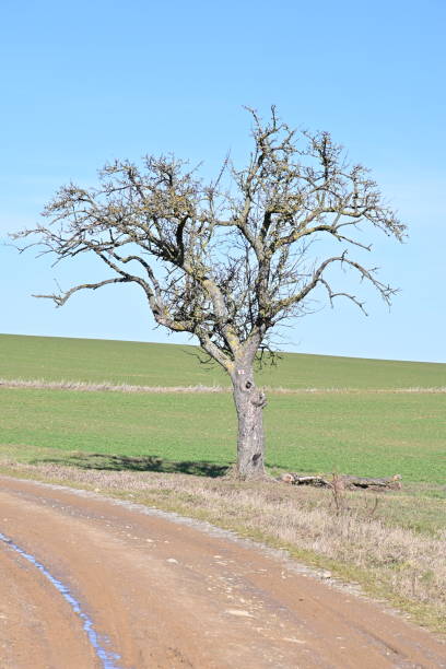 albero di kahler in un campo vicino a forst vicino a schweinfurt in franconia - schweinfurth foto e immagini stock