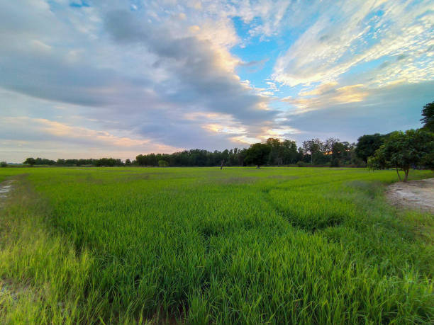 istock The paddy rice field in Beautiful cloud 1303330257