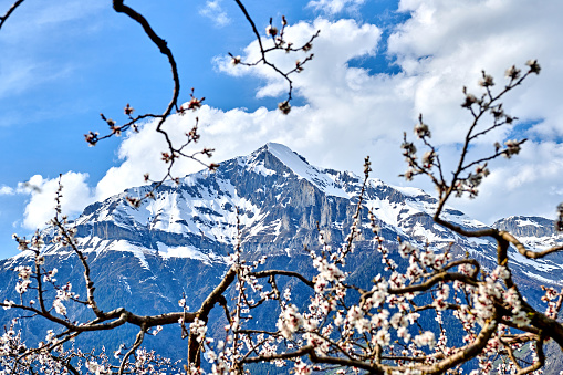 Pear flowers blossom at European Alps backgrounds.